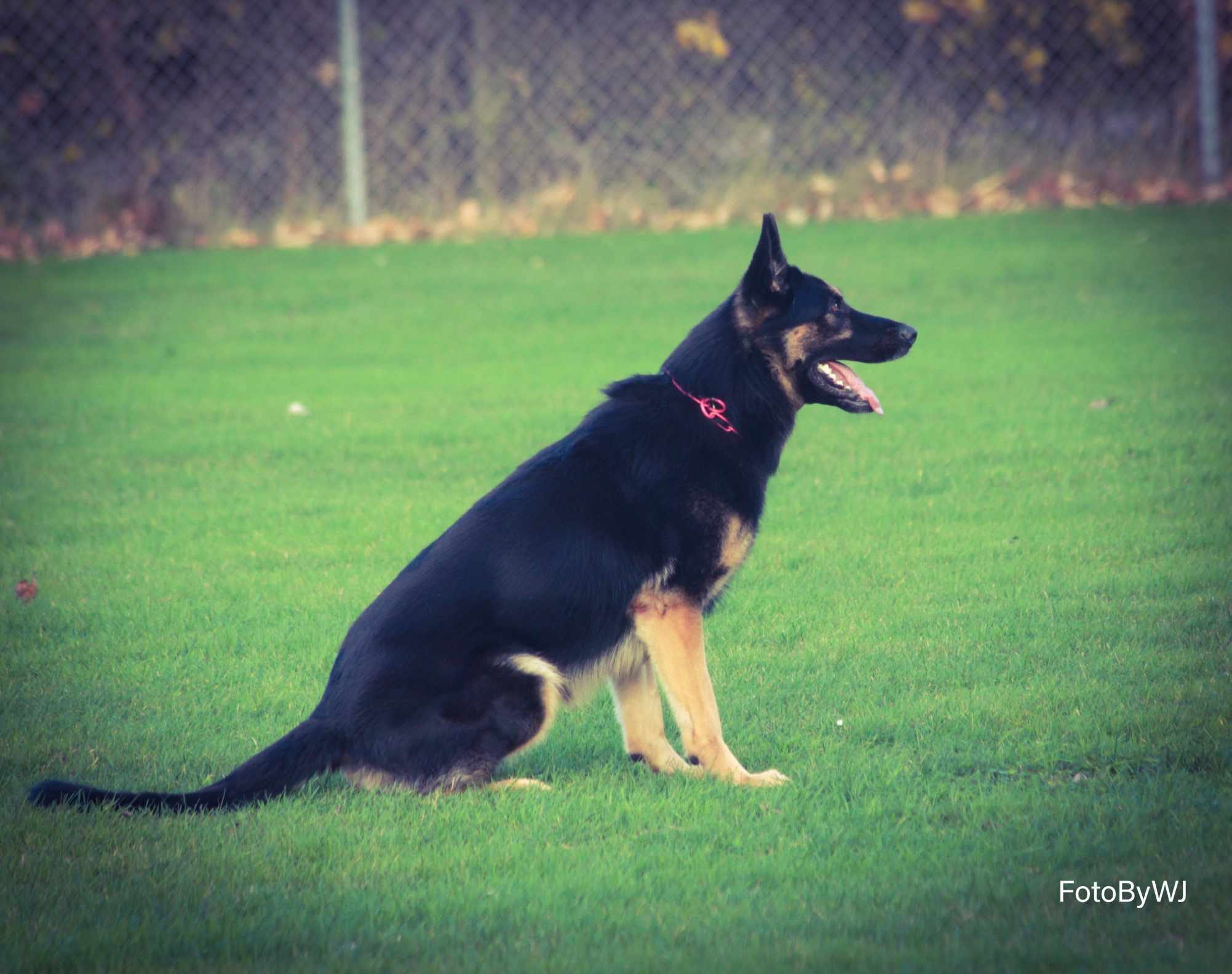 Foto Wilma